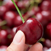 Detective Xianxian imported large cherries from Chile, next-day delivery to multiple places, fresh fruit optional gift box, 750g (net weight), hand-selected fruit J 26-28mm, 2kg box, gift box