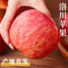 Luochuan Apple, Shaanxi Yan'an Luochuan Red Fuji Apple, 25-year new fruit, seasonal apple fruit gift box, direct delivery from the origin, selected extra large fruits, net weight 8.5 catties (single fruit 250+), about 15-18 pieces