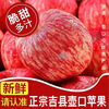 Jixian apples, bursting with sweetness, 2025 authentic Jixian apples, crispy, sweet and juicy Hukou apples, fresh fruit whole box shipped directly from the origin, 8.5 catties, 85mm large fruit, about 18 pieces, Jixian Hukou apples in season