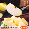 Jingdida Shandong Golden Venus Apple, net weight 8.5 catties, single fruit 190g, fresh crisp apples shipped directly from the source with free shipping