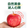 Qingyi Shaanxi specialty Luochuan Red Fuji seasonal apple fresh fruit gift box free shipping direct from the source 11 catties large fruit 210g+