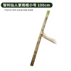 Fanmu Guo & De Rui Healing Rain Stick South America Chile De Rui Cactus Rain Sounder Rain Sound Tube Ethnic Minority Instrument De Rui Fine Style D=3-5cm L=50cm