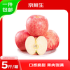 Jingxiansheng Shandong Yantai Red Fuji Apple 5 catties single fruit 80-85mm fresh fruit direct from the source with free shipping