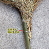 Large broom pure handmade large bamboo broom outdoor large golden branch large broom factory yard sweeping snow large bamboo broom sanitation sweep iron wire reinforced leafless bamboo broom