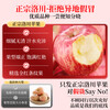 Authentic Shaanxi Luochuan apples, red Fuji, fresh seasonal rock candy, crispy and sweet, whole box of fresh fruits for pregnant women, about 5 kilograms in box, single fruit 75mm+