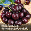 Jingdida Chile imported cherries 2 pounds JJJ grade extra large fruit single fruit 30mm + air freight fresh fruit direct from the source