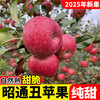 2025 Authentic Yunnan Zhaotong Rock Candy Heart-Chou Apple Fresh Fruit Apple Seasonal Crisp Sweet Fruit Straight from Origin 5 Jin Pack Extra Large Fruit (90-100)