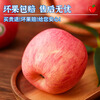 Jingdida Apple Yantai Apple Qixia Red Fuji Apple Fresh Fruit New Year's Goods 4.5 Jin Single Fruit 75mm + Straight from the Source