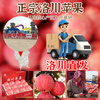 Luochuan Apple, Shaanxi Yan'an Luochuan Red Fuji Apple, 25-year new fruit, seasonal apple fruit gift box, direct delivery from the origin, selected extra large fruits, net weight 8.5 catties (single fruit 250+), about 15-18 pieces