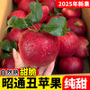 2025 Authentic Yunnan Zhaotong Rock Candy Heart-Chou Apple Fresh Fruit Apple Seasonal Crisp Sweet Fruit Straight from Origin 5 Jin Pack Extra Large Fruit (90-100)