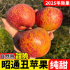2025 Yunnan Zhaotong City Ugly Apple Red Dew Fruit Fresh Full Box Seasonal Fuji Candy Apple Shaotong 5kg Extra Large Fruit (90-100)