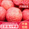 Luochuan Apple, Shaanxi Yan'an Luochuan Red Fuji Apple, 25-year new fruit, seasonal apple fruit gift box, direct delivery from the origin, selected extra large fruits, net weight 8.5 catties (single fruit 250+), about 15-18 pieces