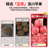Authentic Shaanxi Luochuan apples, red Fuji, fresh seasonal rock candy, crispy and sweet, whole box of fresh fruits for pregnant women, about 5 kilograms in box, single fruit 75mm+