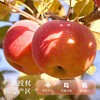 Dongdong Farm exclusively supplies authentic Xinjiang Aksu apples, seasonal fresh rock candy heart apples, Fuji apples, 9 catties in box, single fruit 65-70mm