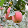 Jingdida Xinjiang Rock Sugar Heart Aksu Apple, net weight 9 pounds, large fruit, fruit diameter 80-85mm, free shipping directly from the source