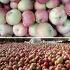 Fresh small Guoguang apple Northeastern authentic old tree Guoguang apple sour and sweet seasonal fruit for pregnant women 9-9.5 catties large fruit (with box)