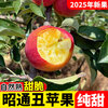 2025 Authentic Yunnan Zhaotong Rock Candy Heart-Chou Apple Fresh Fruit Apple Seasonal Crisp Sweet Fruit Straight from Origin 5 Jin Pack Extra Large Fruit (90-100)