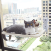 Jiaji Cat Hammock Cat Hammock Window Cat Sunshine Hanging Bed Balcony Cat Nest Suction Cup Glass Hanging Basket Cat Bedding Beige Breathable Mesh Style - Suction Cup Fixed Extra Large Size (Bed Surface Approximately 30*52cm)