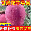 Origin: Gansu Tianshui Huaniu Apple, seasonal fresh fruit, sweet apple powder, 12 pieces in a selected gift box