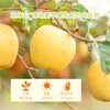 Joy Tree Shandong Golden Venus Apple Freckled Apple 3kg 8-10 pieces gift box fresh fruit