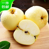 Beijing Fresh Shandong Cream Fuji Apple, net weight 8 pounds, single fruit 80-85mm, fresh fruit, direct shipping from the source, free shipping