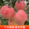 Jiaogui Shaanxi Baishui Ruixue Apple SF - Door-to-Door Delivery Fuji Apple Fruit Gift Box 24 Pieces 80mm Selected Fruit (Variety Fuji) SF Direct Shipping from Origin