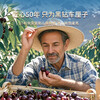 Fenlan Chilean cherries JD SF Express - next-day delivery to many places Imported large cherry gift box New Year's Day gift fruit 3 pounds (net weight) Extra large fruit 3J grade 30mm+