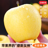 Jingdida Shandong Golden Venus Apple, net weight 8.5 catties, single fruit 190g, fresh crisp apples shipped directly from the source with free shipping
