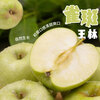 Jingxiansheng Shandong Freckled Wanglin Apple, net weight 3.6 catties, gift box, about 9-11 pieces, fresh fruit