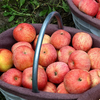 Jingxiansheng Xinjiang Aksu apples 9 pounds packed single fruit 75mm+ fresh fruit direct from the source with free shipping