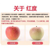 Longbaiwei authentic fresh rock candy heart apples, seasonal seasonal fruits, domestic red Fuji ugly apples, whole box, 10 jins in the whole box, single fruit 80-90mm, net weight 8.5 jins
