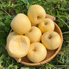 Authentic Shandong Yantai Creamy Fuji Apple Crisp, Sweet and Juicy 4.5-5kg 60-90mm