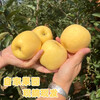 Authentic Shandong Yantai Creamy Fuji Apple Crisp, Sweet and Juicy 4.5-5kg 60-90mm