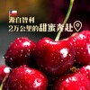 Chilean cherries 3J grade 2.5kg