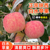 Jiaogui Shaanxi Baishui Ruixue Apple SF - Door-to-Door Delivery Fuji Apple Fruit Gift Box 24 Pieces 80mm Selected Fruit (Variety Fuji) SF Direct Shipping from Origin