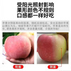Aksu Apple Xinjiang Aksu Rock Candy Heart Apple Fresh Fruit Xinjiang Specialty Crispy Sweet Red Fuji Fresh New Year Goods for Gifts 10 Jin in Box Single Fruit 70-75mm Net Weight 8.5 Jin
