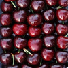 Caiti domestic cherries 5kg4j Dalian Meizao cherry fresh cherries next day delivery fresh fruit seasonal gift box 1kg (net weight) value pack J 26mm (inclusive)-28mm (inclusive)
