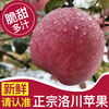 Baoxiansheng Authentic Shaanxi Luochuan Apple Red Fuji Crisp, Sweet and Juicy Seasonal Fresh Fruit for Pregnant Women Whole Box of Fresh Ugly Apples 85-90mm with box 10 jins (net weight 8.8 jins)