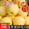Marshal Huang Apple, Yellow Banana, Apple Powder, Glutinous and Sweet, Freshly Picked Fruit for Baby and the Elderly, 9 Jin Pack 9 Jin Pack 85mm-90mm