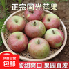 Fresh small Guoguang apple Northeastern authentic old tree Guoguang apple sour and sweet seasonal fruit for pregnant women 9-9.5 catties large fruit (with box)