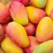 [Frutas y verduras seleccionadas] Mango Guifei, Hainan Sanya La fruta del mango Guifei es fresca en temporada 3/5/10 jins empacados en cajas enteras y al por mayor 5 jins de frutas medianas [seleccionadas]