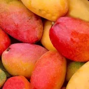 [Frutas y verduras seleccionadas] Mango Guifei, Hainan Sanya La fruta del mango Guifei es fresca en temporada 3/5/10 jins empacados en cajas enteras y al por mayor 5 jins de frutas medianas [seleccionadas]