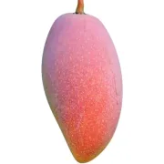 [Frutas y verduras seleccionadas] Mango Guifei, Hainan Sanya La fruta del mango Guifei es fresca en la temporada 3/5/10 jins empacada en una caja entera de 5 jins netos selección de fruta fruta extra grande [200 g o más]