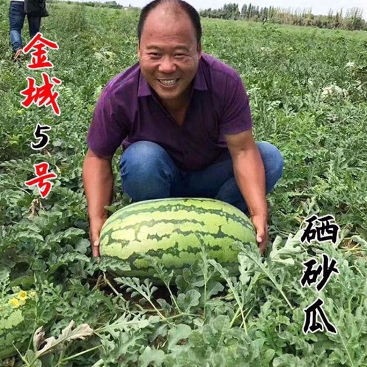 Jincheng No. 5 Sweet King Watermelon Seed Seed High Yield Black Jingxin Fruit Giant Extra Large Four Seasons Lazy Super Jincheng No. 5 100 capsules bag, really sweet, really big, really