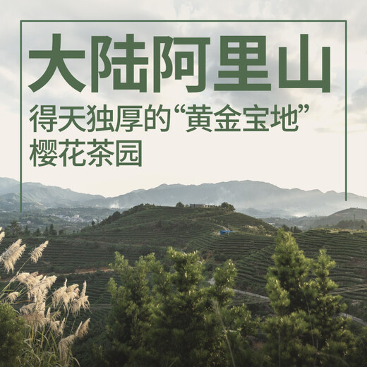 Xiuzhe Oolong Tea Gold Bonus Xuan Taiwan High Mountain Oolong Milk Flavor 256g Bag Tea No pesticide residues Can be soaked coldly