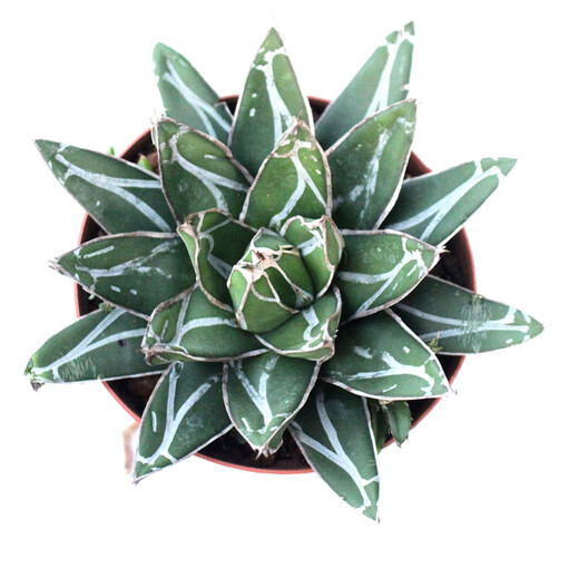 龙舌兰组合小盆栽大型多肉植物新手客厅装饰绿植雷神吉祥冠 鹰嘴9-10cm 裸根不带土