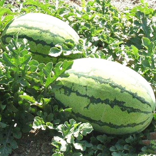 Lazy Man King Watermelon Seeds Large Watermelon Seeds Easy-to-Plant Fruits and Vegetables Seeds in Spring and Summer Fields Lazy Man King Watermelon Seeds 2 Packs About 60 Tablets