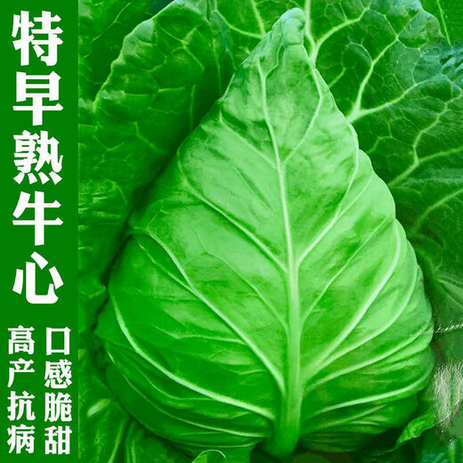 Chunfeng Extra Large Beef Heart Cabbage Seeds Cabbage Seeds Lotus White Cabbage Cold-resistant Spring and Autumn Four Seasons Vegetable Seeds Company Original Approximately 285 capsules per bag