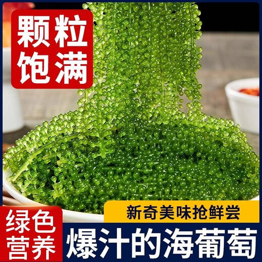 盐渍海葡萄泡发食用 儿童海藻菜海洋蔬菜海草 海葡萄100g*5袋【送芥末酱油】