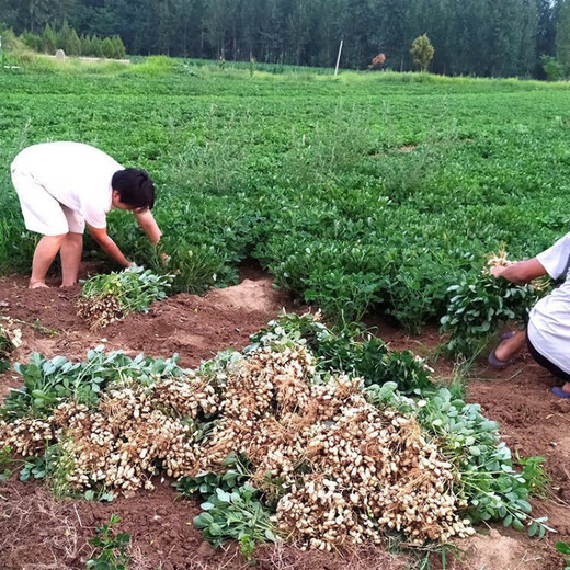 2024 New High Yield Peanut Seeds New Arrivals Peanut Seeds Peanut Original Seeds Academy of Agricultural Sciences Raw Peanuts Shelled Seeds High Yield Peanut Seeds 100% Original Seeds 1-1 In Shell Five Jin Jin is equal to 0.5 kg 2/500 g